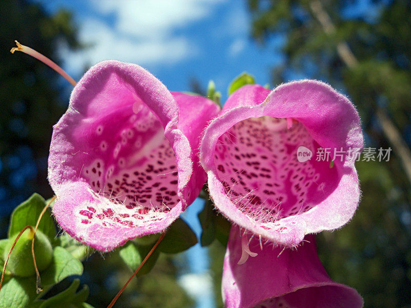 花的紫色毛地黄(Digitalis purpurea)